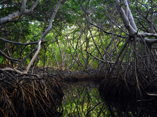 https://www.eltiempo.com/vida/medio-ambiente/colombia-ha-perdido-cobertura-de-manglares-que-celebran-su-dia-internacional-114480